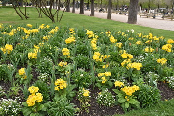 Primula acaulis jaune au jardin du Luxembourg au printemps  Paris. France - 767229756