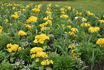 Primula acaulis jaune au jardin au printemps - 767229790