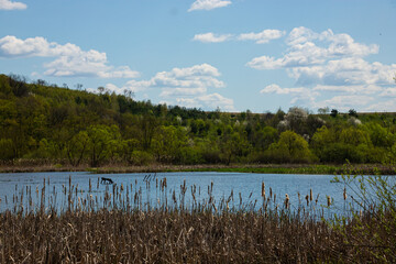 Tranquil landscape at a lake, with the vibrant sky, white clouds and the trees reflected symmetrically in the clean blue water
