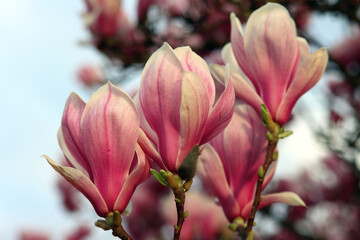 Blühende Magnolien im Frühjahr