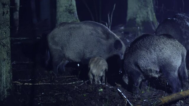 A herd of wild boars, Sus scrofa, in the forest, on a cold autumn night. Animals are looking for food, extreme survival in nature.