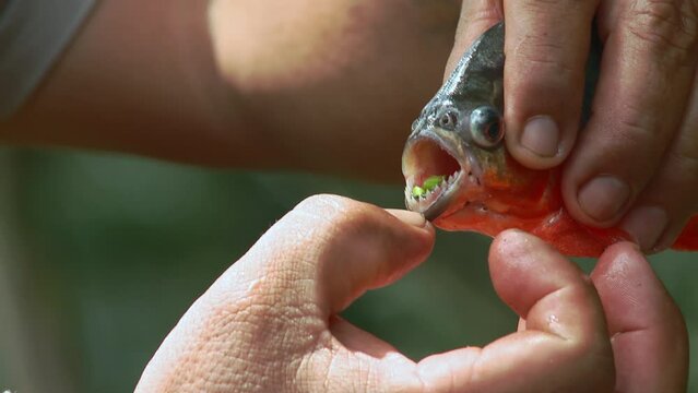 Ecuadorian natives show piranha teeth. Caught piranha. Fish teeth.