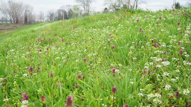 Lamium purpureum, red purple dead-nettle, purple archangel is annual herbaceous flowering plant. Flowers of shepherd's purse. Capsella bursa-pastoris in the mustard family Brassicaceae. Spring meadow