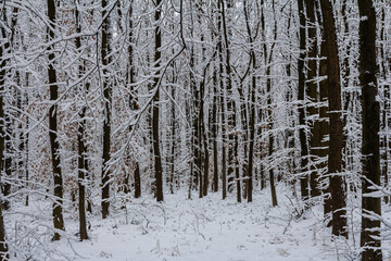 Temperate, deciduous forest with snow covered hornbeam Carpinus betulus trees