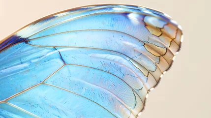 Photo sur Plexiglas Papillons en grunge Close-up of a blue butterfly wing, detail of a butterfly wing. Blue butterfly wing texture. Macro