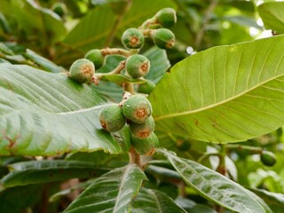 Green fruits of loquat (Eriobotrya japonica) or biwa, Spain