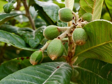 Green fruits of loquat (Eriobotrya japonica) or biwa, Spain