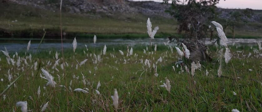 green pastures and grass in the wind, white flower near water and wind blowing in the evening, morning wind blowing the white floral flowers and flowing water