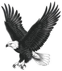 Hunting bald eagle engraving. Flying eagles bird ething, swooping hawk isolated illustration on white