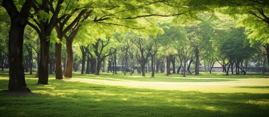 A serene park with lush trees and green grass