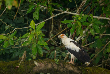 Image Number 10109391E. Palm-nut vulture (Gypohierax angolensis). Odzala-Kokoua National Park. Cuvette-Ouest Region. Republic of the Congo (Congo Brazzaville).