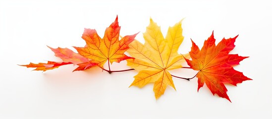 Fototapeta premium Three leaves of different colors on a white surface