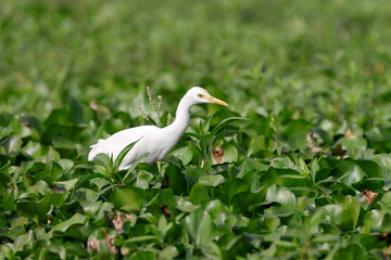 A cattle egret (Bubulcus ibis) walking on water hyacinth and looking for food.