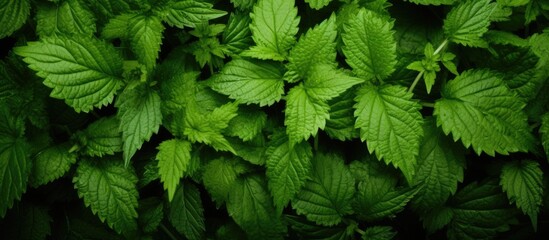 A close up of a bunch of green leaves on a plant - obrazy, fototapety, plakaty
