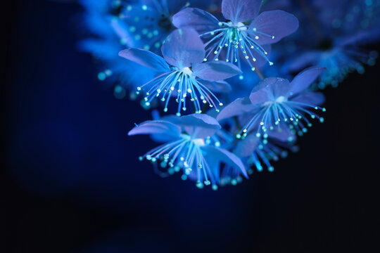 Cherry plum flowers close up under ultraviolet light
