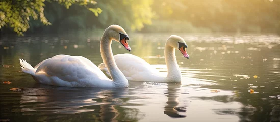 Poster Two elegant swans swimming peacefully in the water © Ilgun