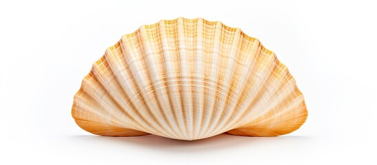 Obraz premium A close-up of a seashell on a white background