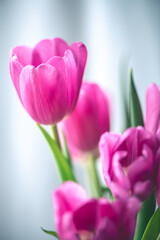 Pink tulips on window background with white tulle