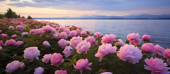 Pink flowers blossom by lake shore