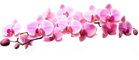 Fototapeta na wymiar Pink flower on stem against white background