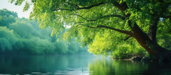 A tree hangs above a lake against a lush forest backdrop