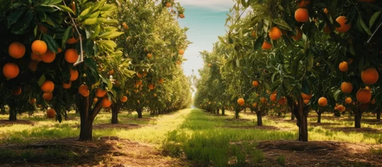 Fotobehang Orange trees field under blue sky © Ilgun