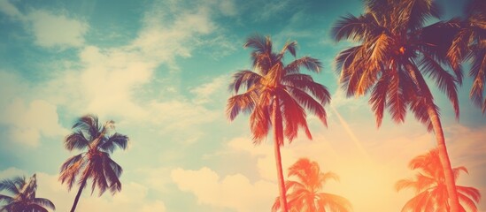 Fototapeta na wymiar Palm trees under sunny blue sky and clouds