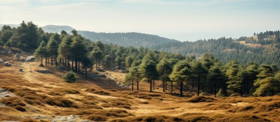 Trail passing through trees on a hill