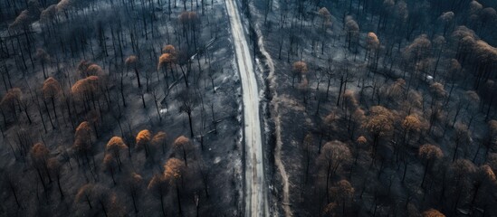 Aerial view of road in a scorched woodland
