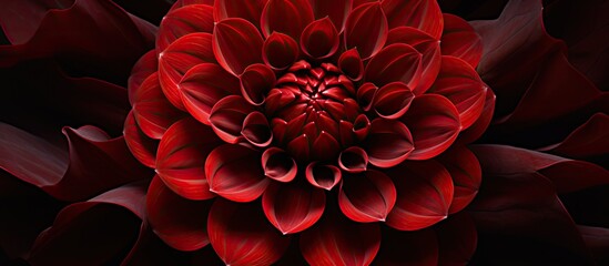 A red petal under a close-up lens against a dark backdrop - obrazy, fototapety, plakaty