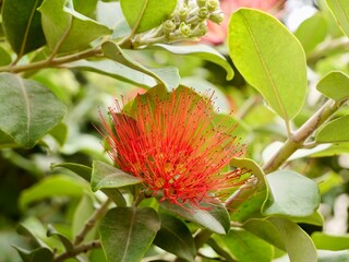 Red flowers of New Zealand Christmas tree, and iron tree, pōhutukawa (Metrosideros excelsa), family Myrtaceae, Valencia, Spain