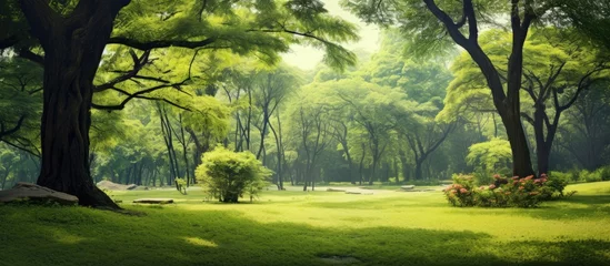 Fotobehang A serene park with verdant trees and a winding trail © Ilgun