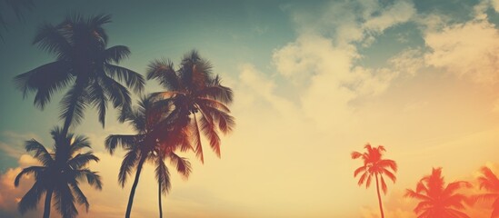 Fototapeta na wymiar Many palm trees standing in sand