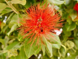 Red flowers of New Zealand Christmas tree, and iron tree, pōhutukawa (Metrosideros excelsa), family Myrtaceae, Valencia, Spain