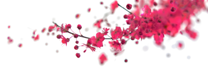 Pink Blossoms Twisting in the Air