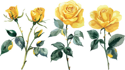 Yellow Rose flower with buds and leaves set of blooming plant watercolor illustration on white background. Elements for romantic floral decoration, wedding stationary, greetings, anniversary. - obrazy, fototapety, plakaty