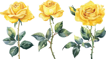 Yellow Rose flower with buds and leaves set of blooming plant watercolor illustration on white background. Elements for romantic floral decoration, wedding stationary, greetings, anniversary. - obrazy, fototapety, plakaty