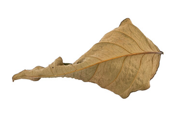 dry leaves on white background
