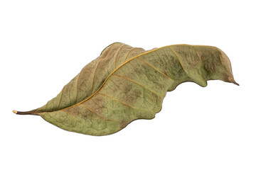 dry leaves on white background