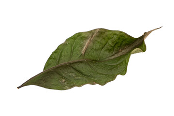 dry leaves on white background