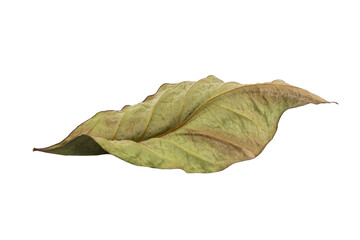 dry leaves on white background