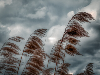 grass and sky