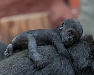 Portrait of female gorilla baby called Mobi sitting on the back of her mother in zoo in Prague © David