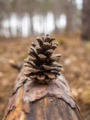 Naklejka na ściany i meble pine cone sitting on fallen tree. close up. blurry background