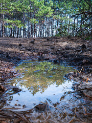 After rain reflection on puddle. Tree and sky in puddle reflection. Trees in background