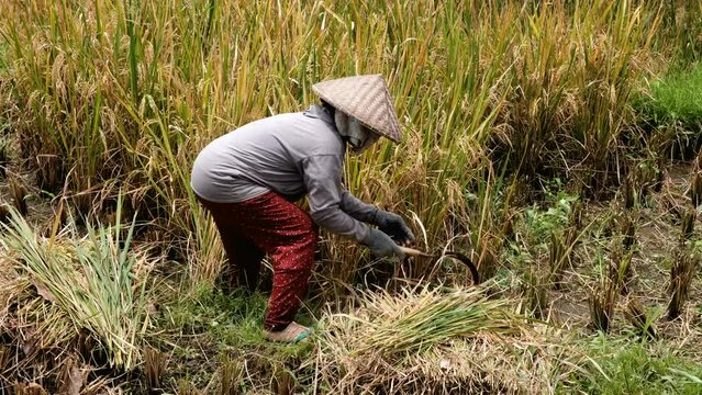 Tripod footage of Balinese peasant woman cutting off the stalks of rice with a sickle on sunny hot day.