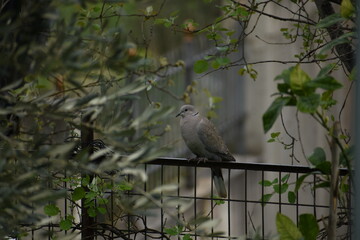 bird on a branch