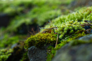 Close-up of the bright green moss on the stone