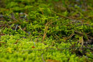Bright green moss on the ground in the forest close-up