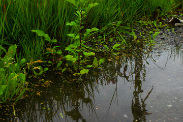 Grass reflected in a puddle after rain